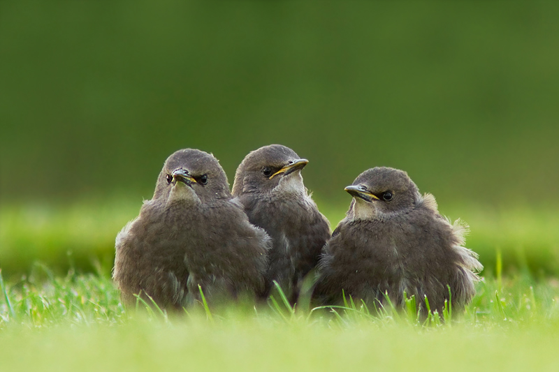 Baby Starlings: Everything You Need to Know About These Young Songbirds