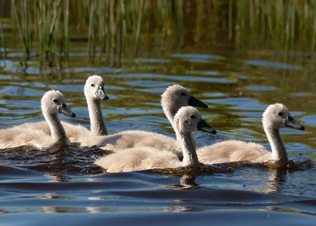 Baby swan 3week old
