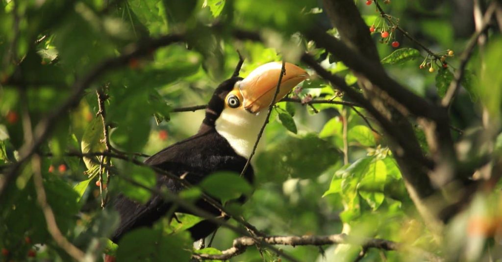 What Is a Baby Toucan Called?