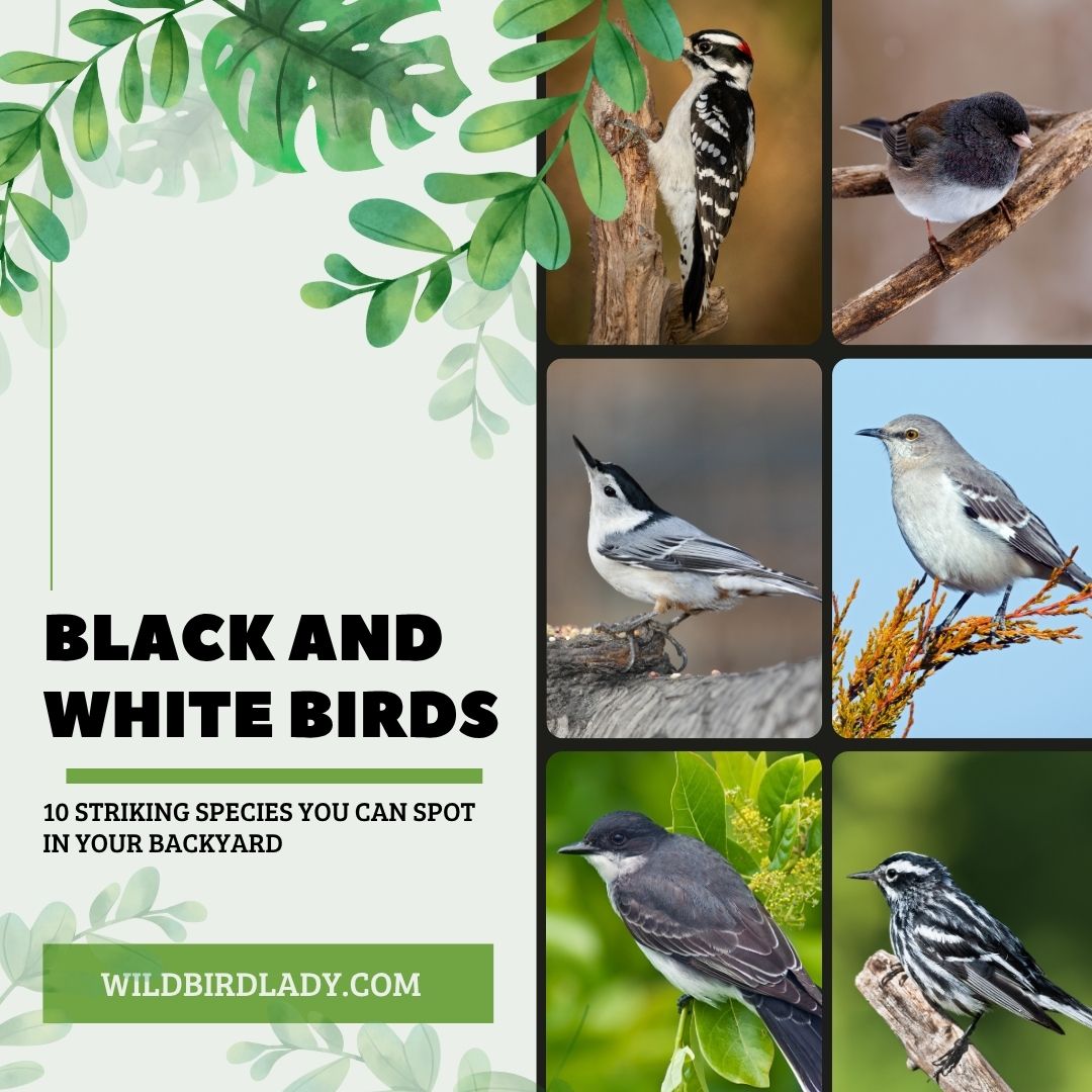 Black and White Birds: 10 Striking Species You Can Spot in Your Backyard