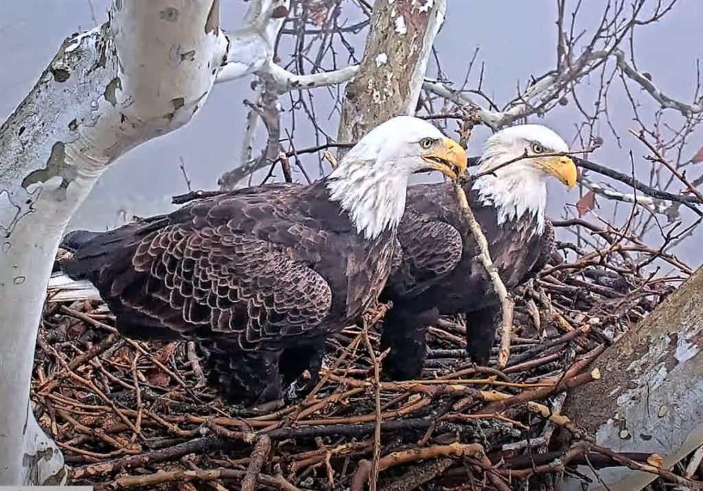 Bald Eagles Nesting Together: Building a Life, Not Just a Nest