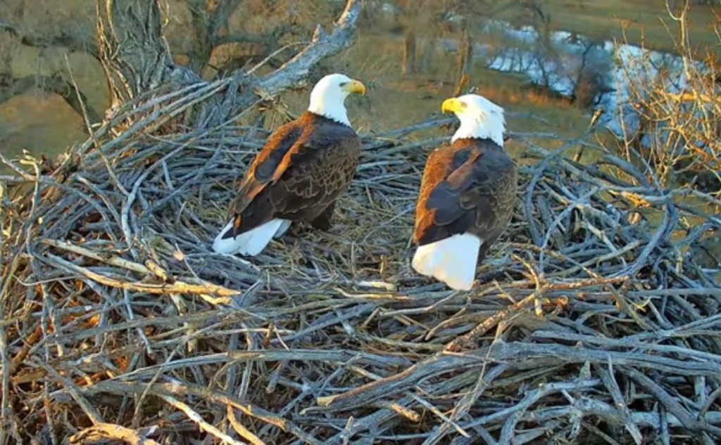 Do Bald Eagles Mate for Life? Discover the Truth About Their Love and Loyalty!