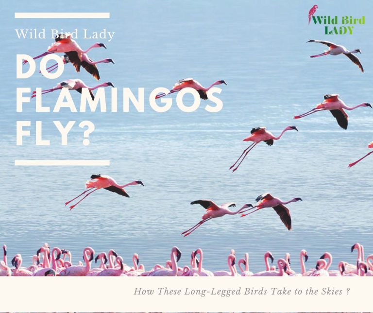 Do Flamingos Fly