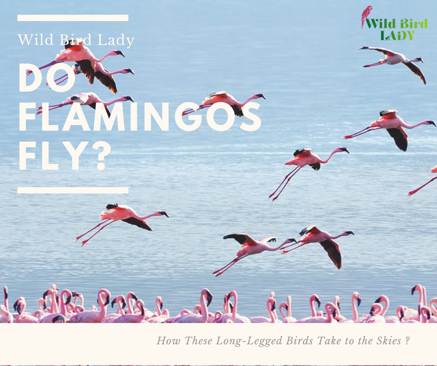 Do Flamingos Fly
