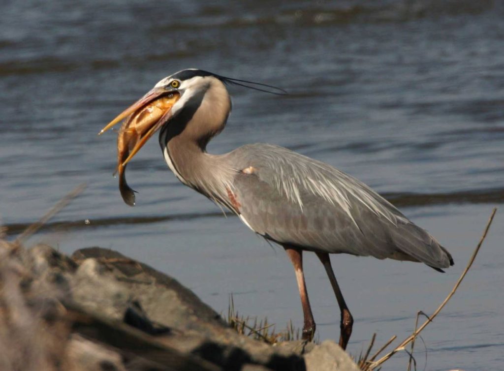 What Do Herons Eat? You Won’t Believe What’s on the List!