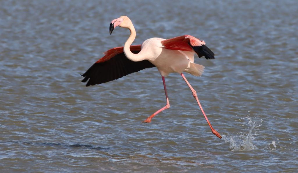 Flamingo landing