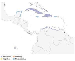 Do Flamingos Fly? The Truth About Their Graceful Yet Surprising Flight