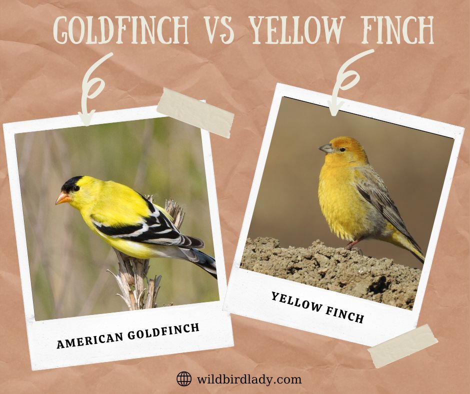Goldfinch vs Yellow Finch