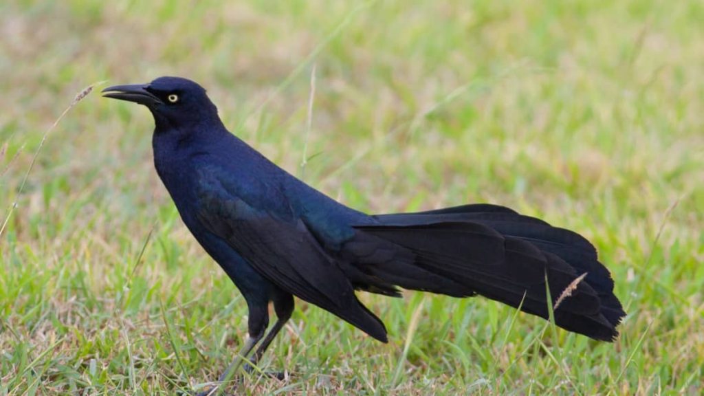 Great-tailed Grackle Black Birds In Florida
