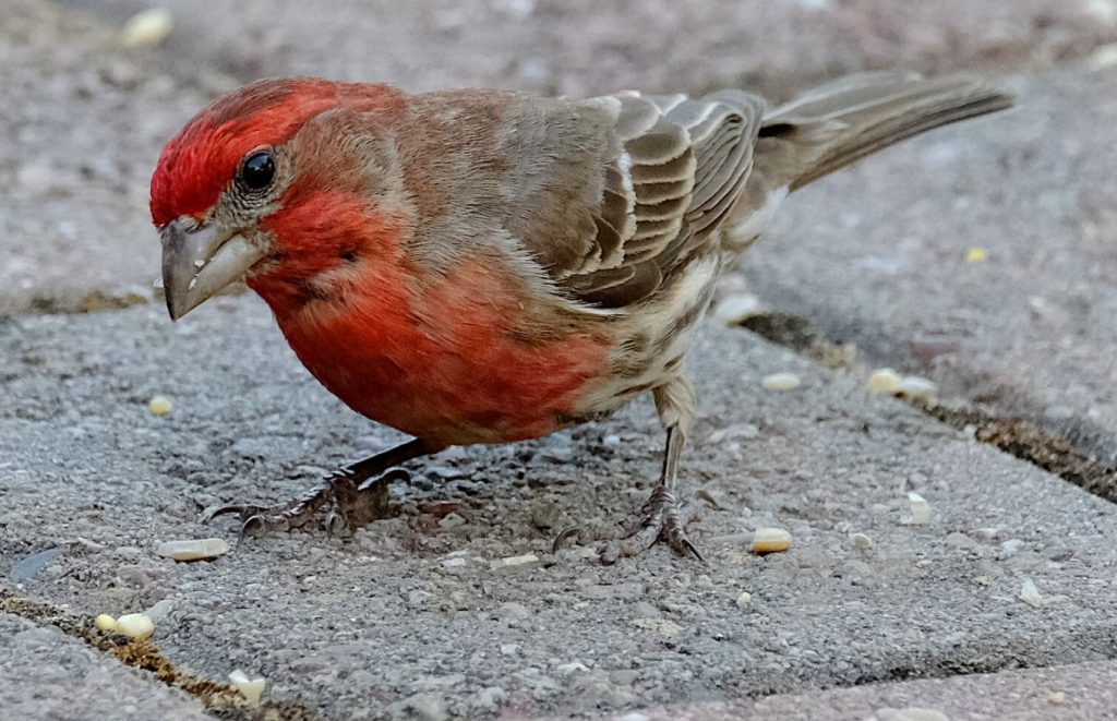 House Finch (Male) - Birds with red heads