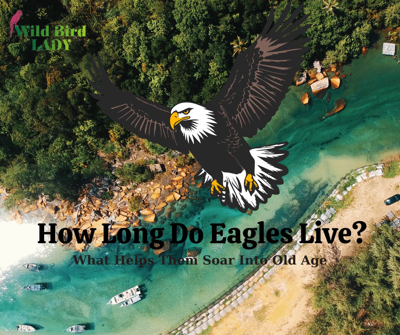 How Long Do Eagles Live? (And What Helps Them Soar Into Old Age)
