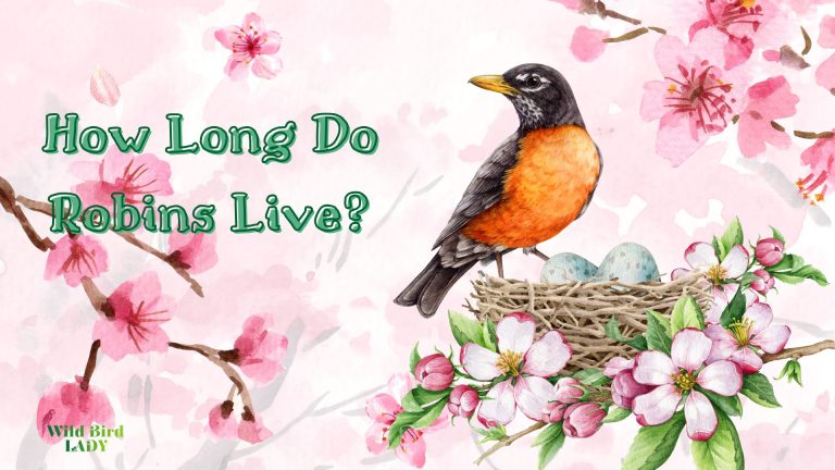 How long do robins live?