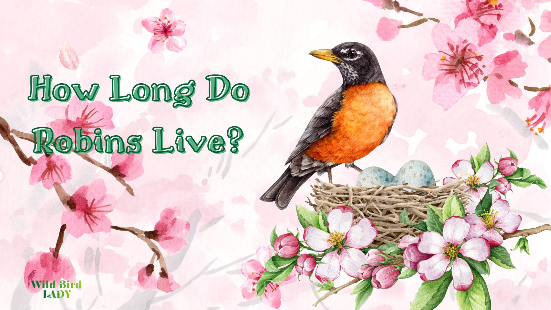 How long do robins live?