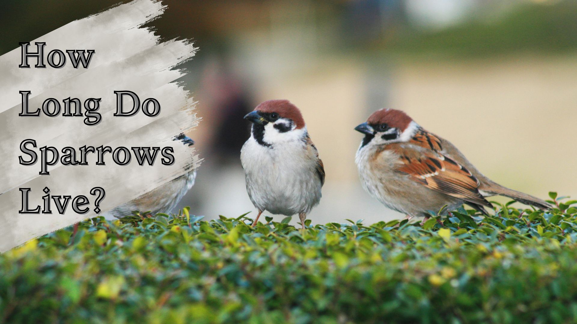 How long do sparrows live