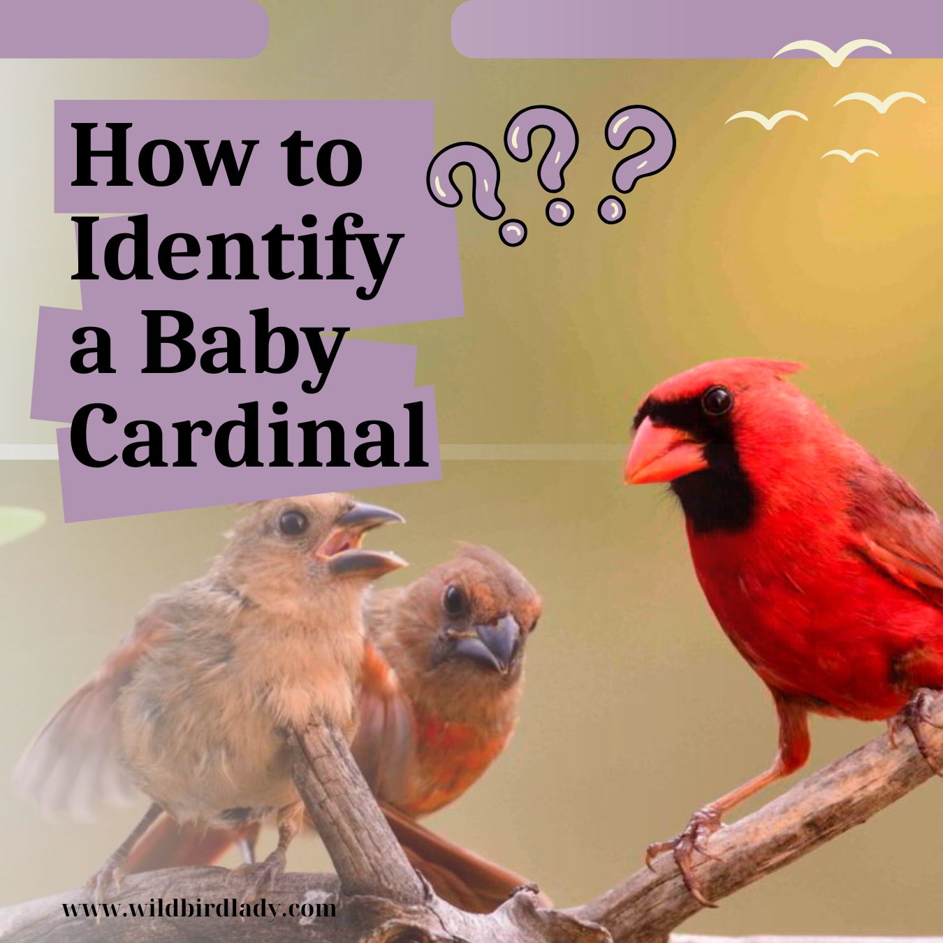 How to identify a baby cardinals