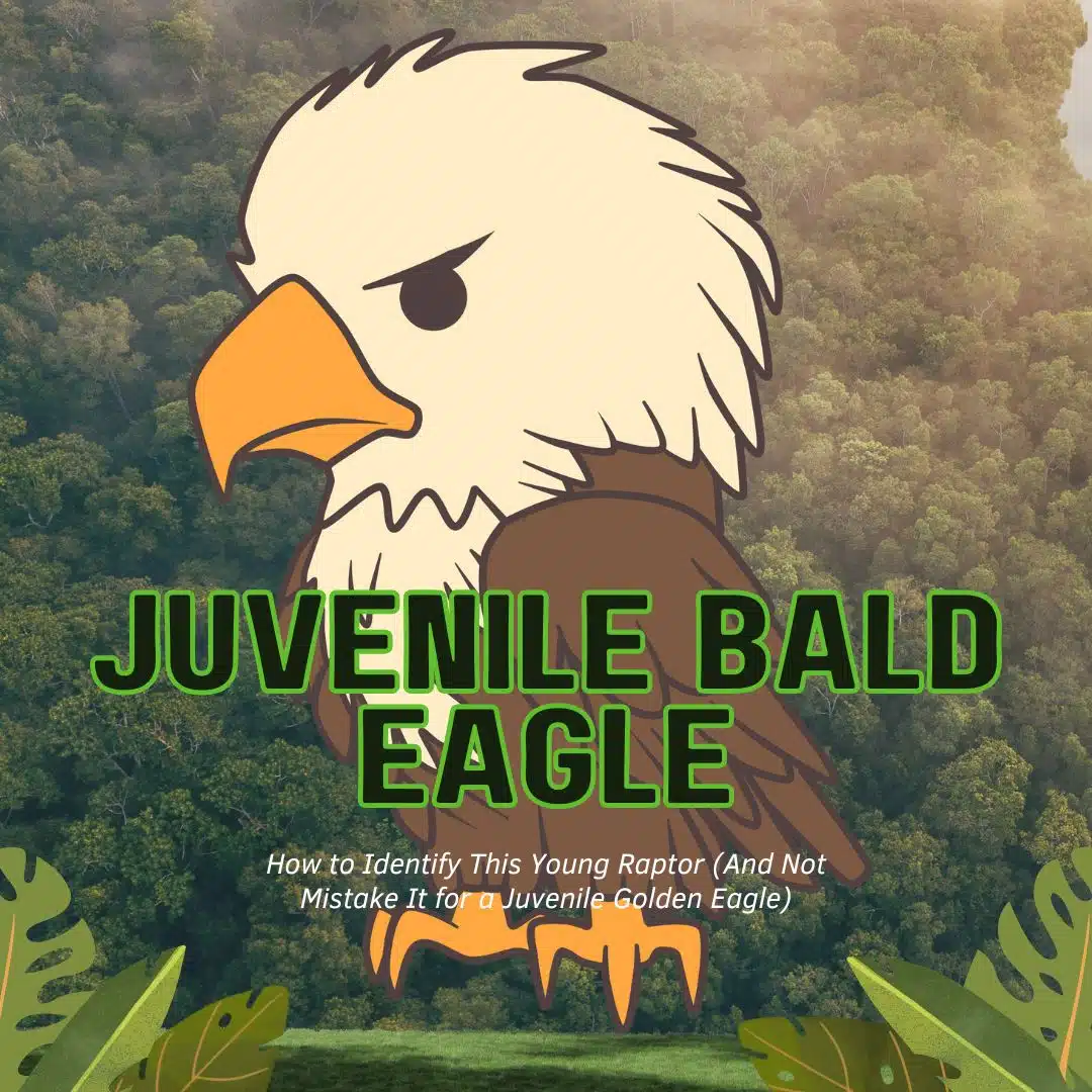 juvenile bald eagle