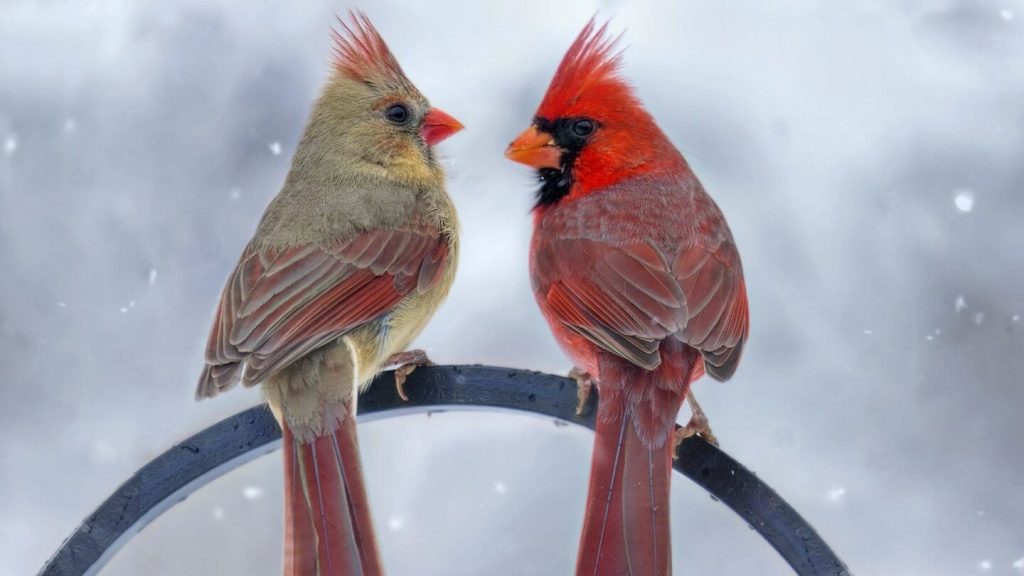 Cardinals in Texas Backyards: How to Attract and Feed Them Like a Pro