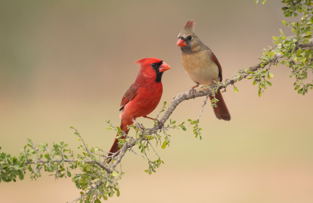 Northern Cardinal - Birds with red heads