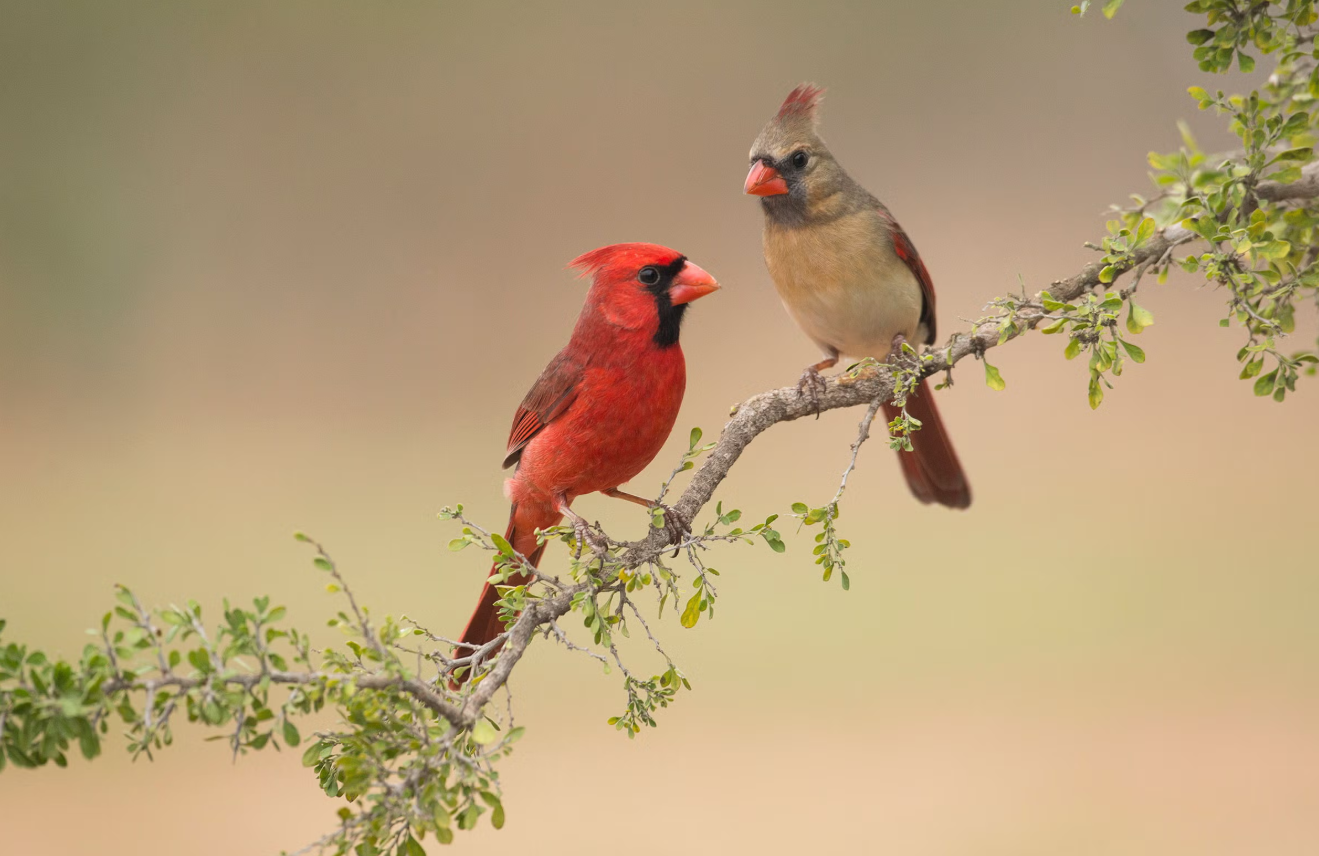 How Long Do Cardinals Live? Discover the Secrets Behind Their Lifespan