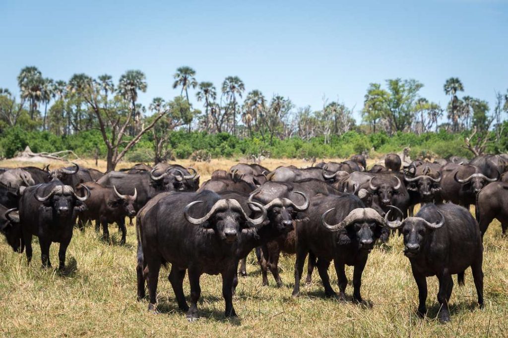 The Short Answer: What Is a Group of Buffaloes Called?