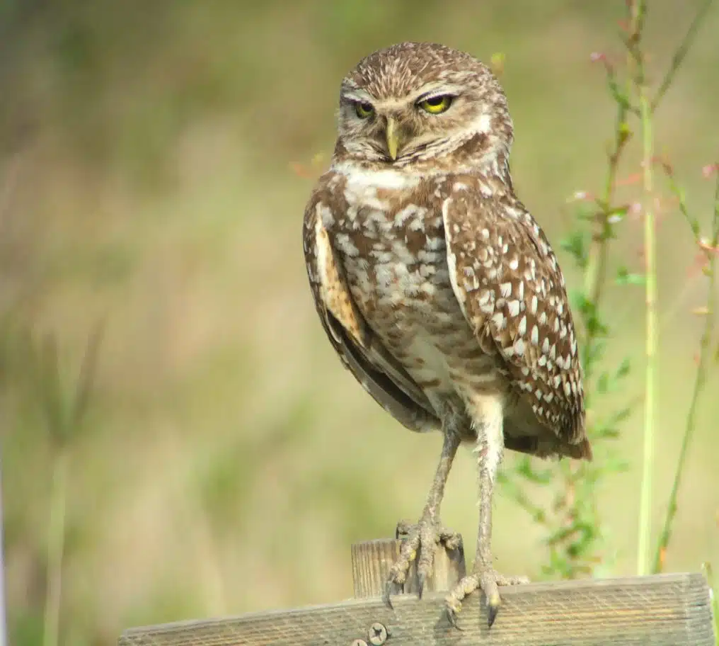 Owl Legs