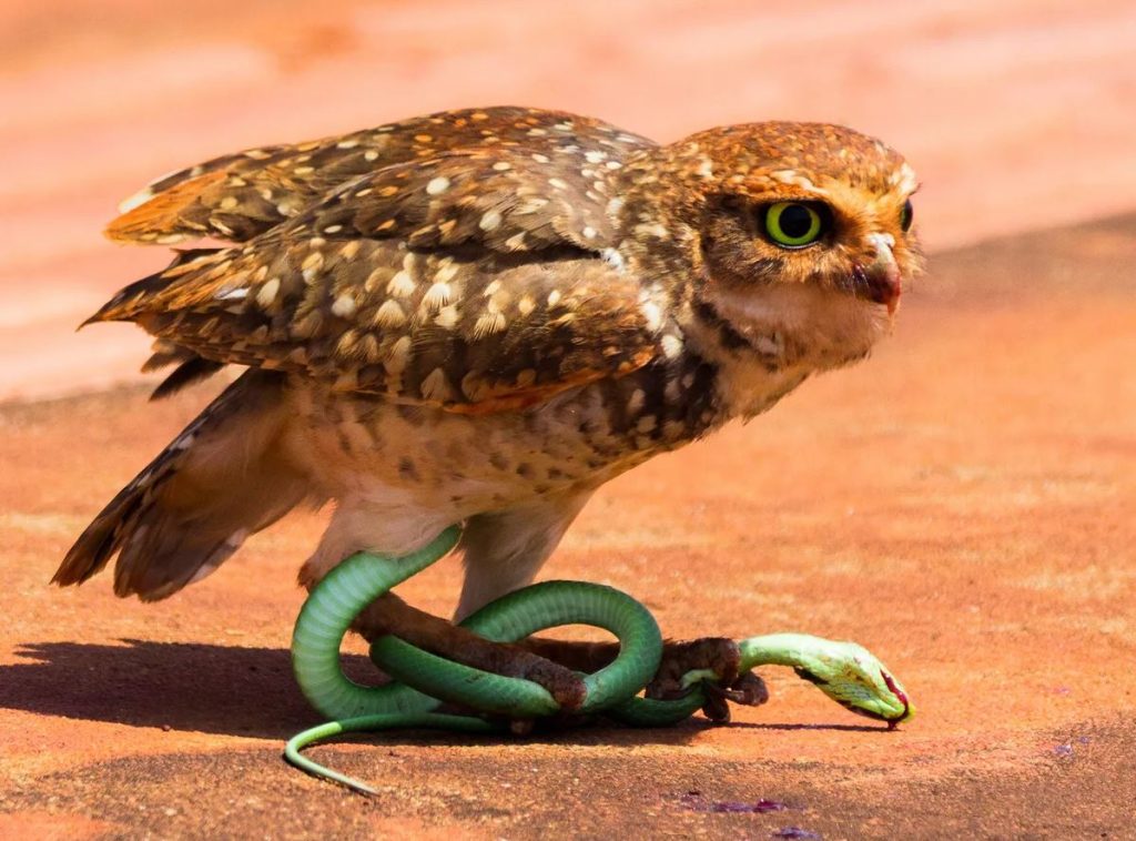 owls food