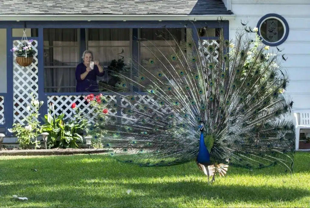 Peacock Social Behavior: Do They Travel in Groups?