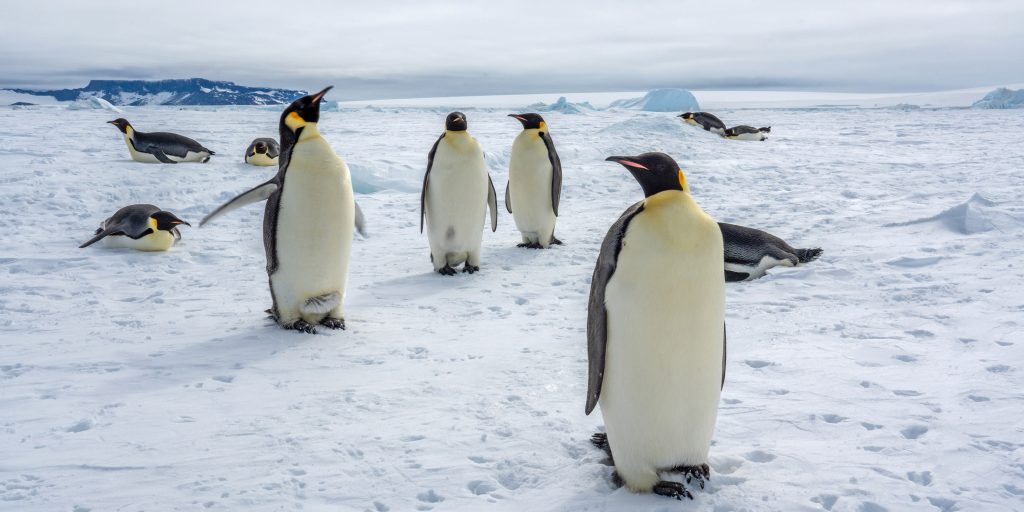 Do Penguins Have Knees? The Short Answer