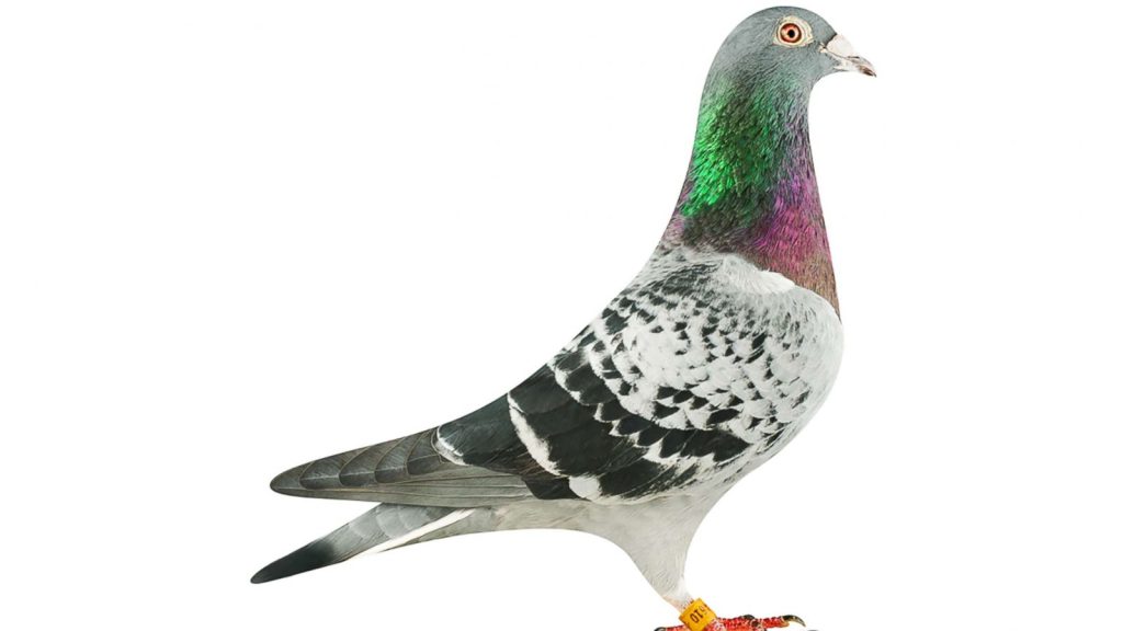 How Long Do Homing or Racing Pigeons Live?