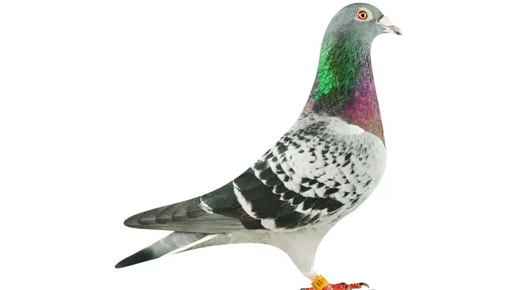 How Long Do Homing or Racing Pigeons Live?