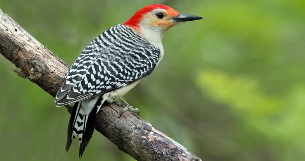 Red-bellied Woodpeckers in ohio