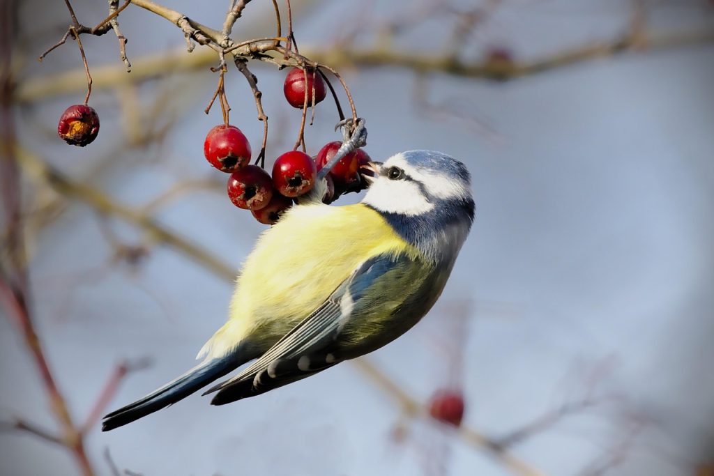 Berries & Fruits: Nature's Seasonal Buffet for Sparrows