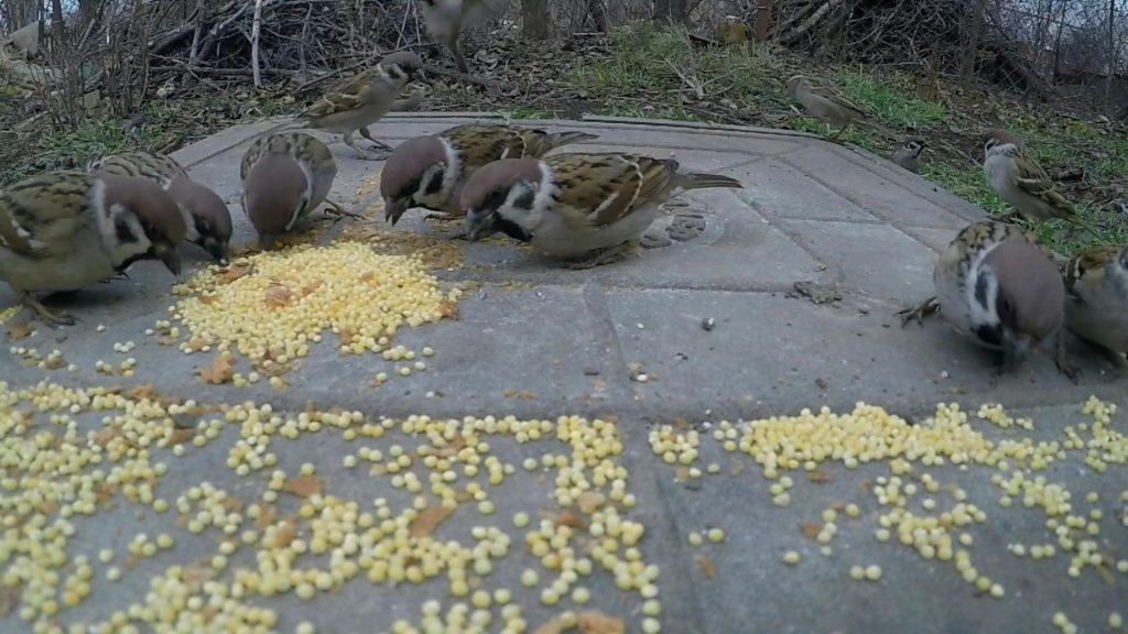 What Do Sparrows Eat? Seeds