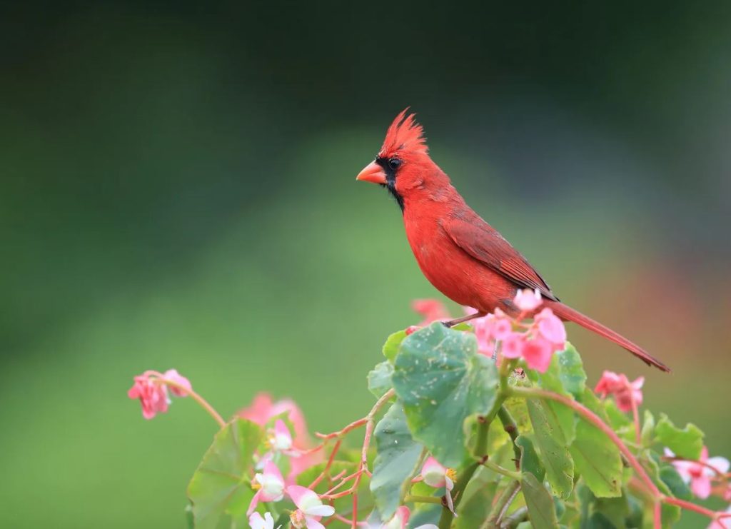 What Do Cardinals Eat in the Wild?