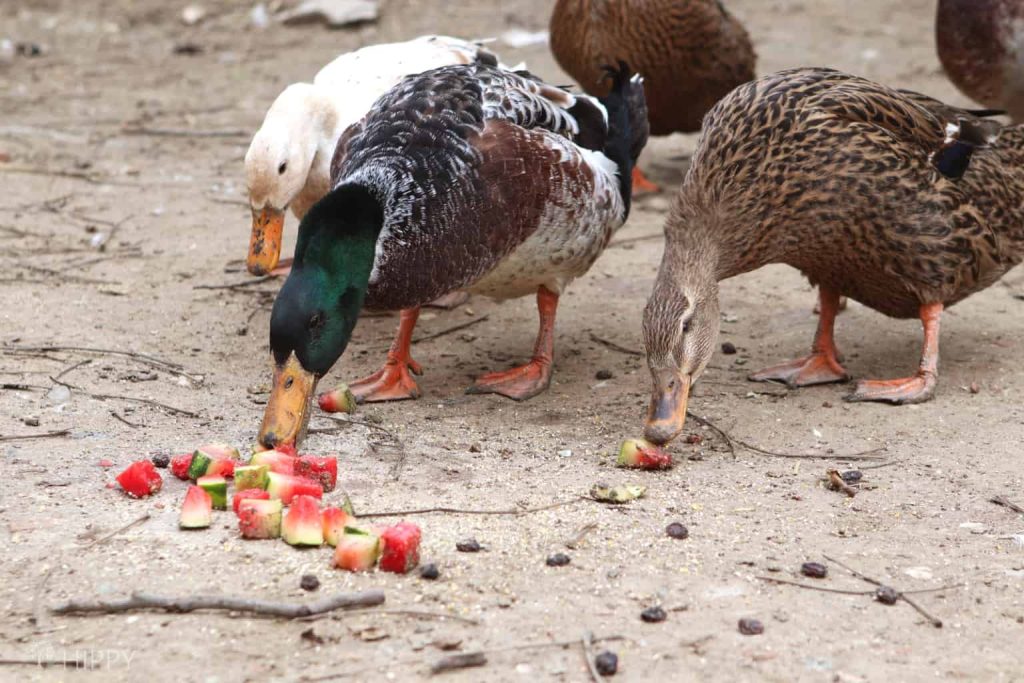 What Do Ducks Eat in Captivity?