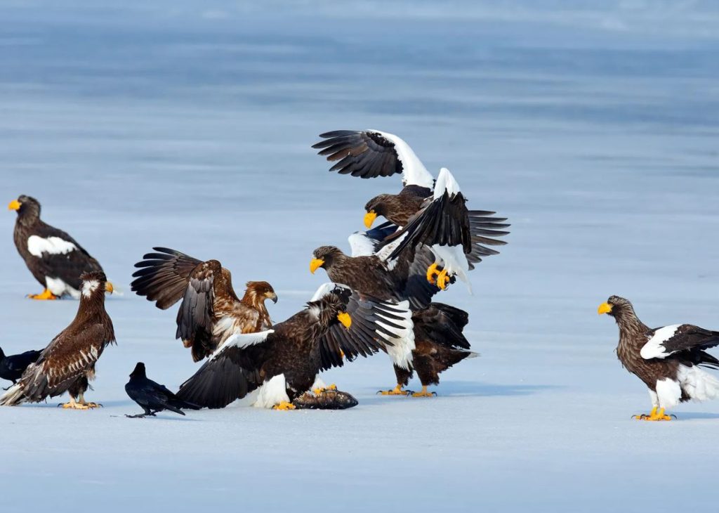What Is a Group of Eagles Called?