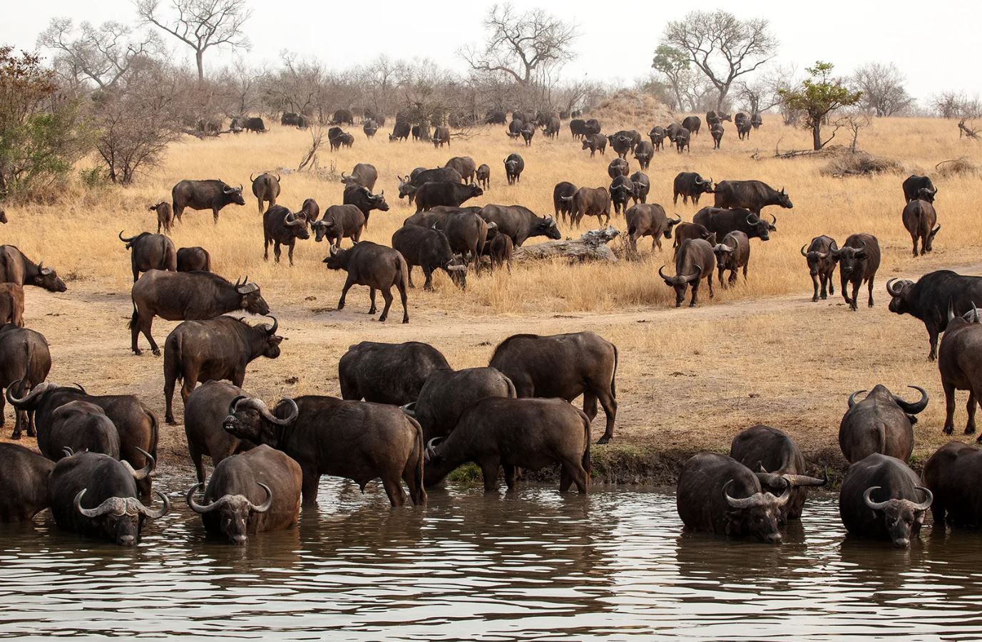 what is a group of buffaloes called