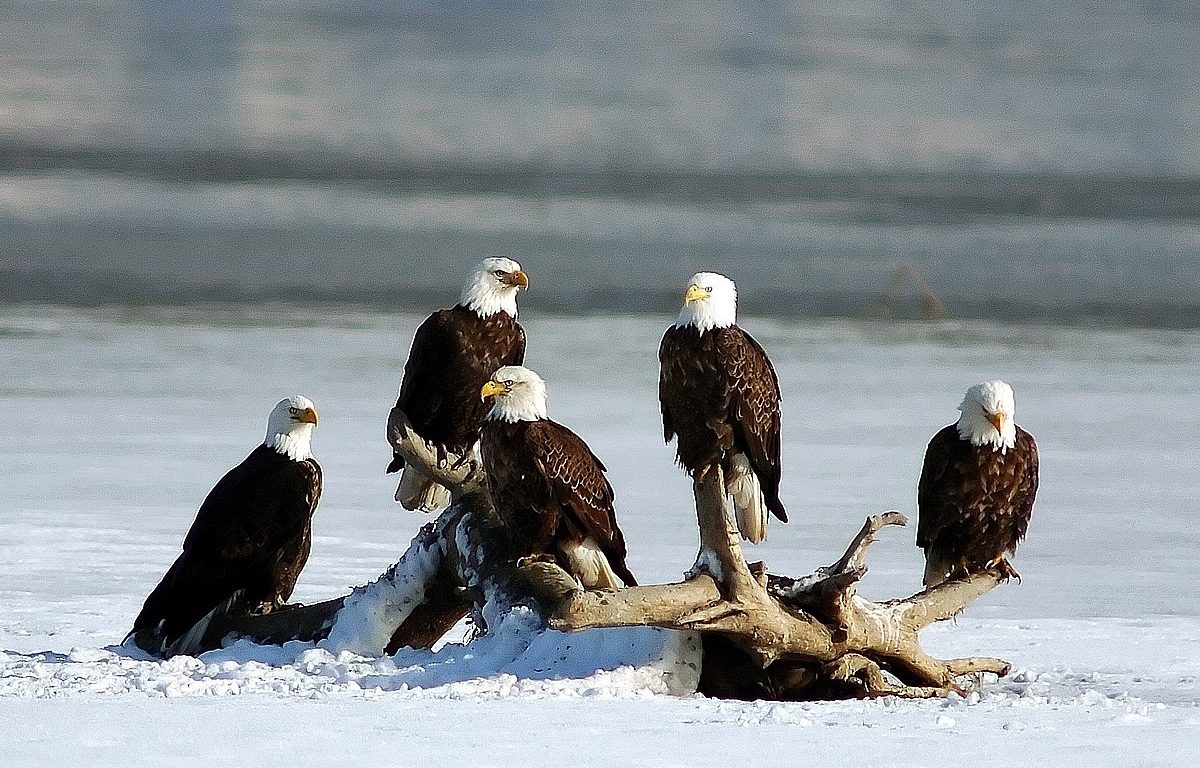What Is a Group of Eagles Called? Discover the Majestic Term Behind the Birds of Prey