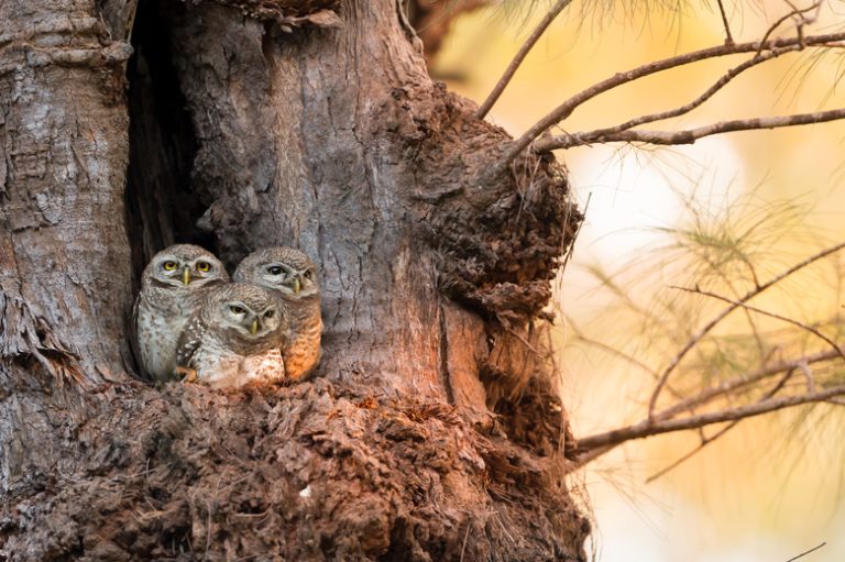 Where do owls live?