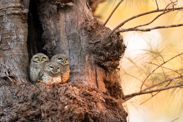 Where do owls live?