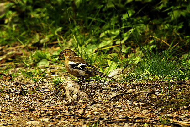 About Wild Bird Lady