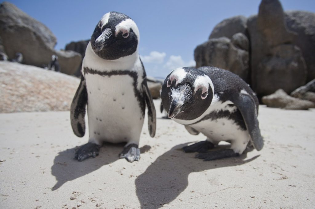 Where Do African Penguins live?