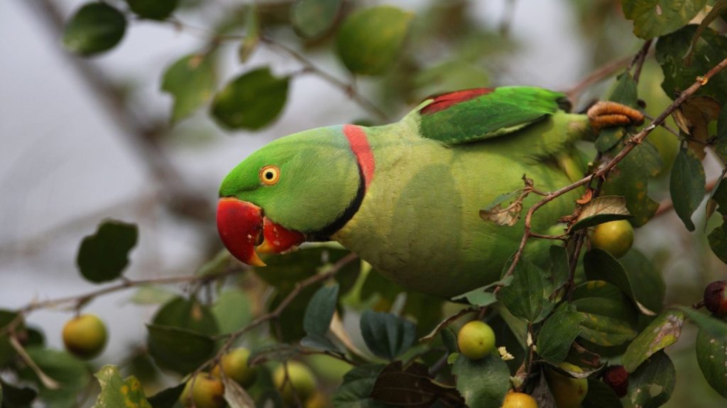How Long Do Alexandrine Parakeets live?