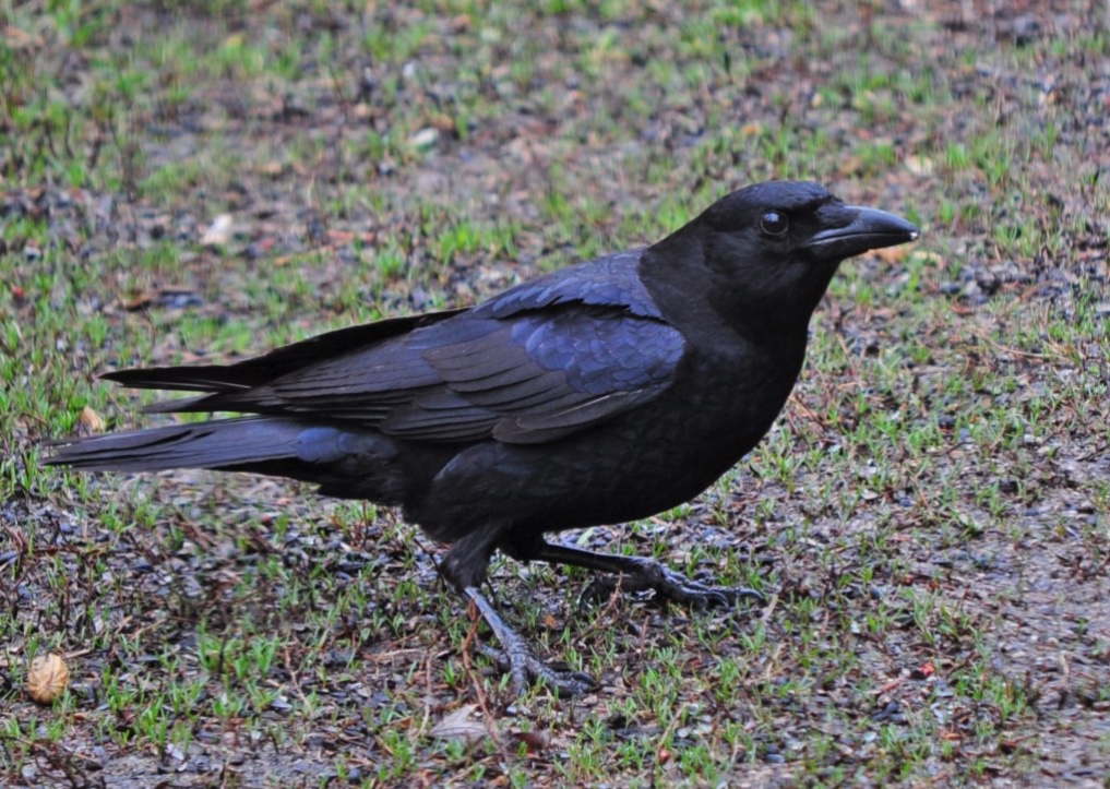 American Crow