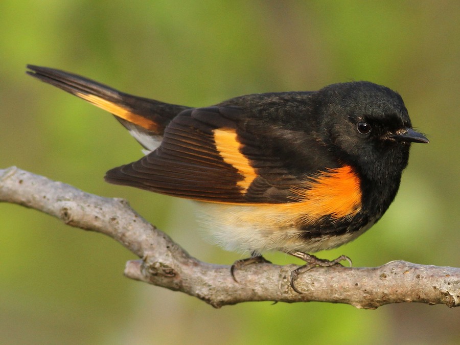 American Redstart