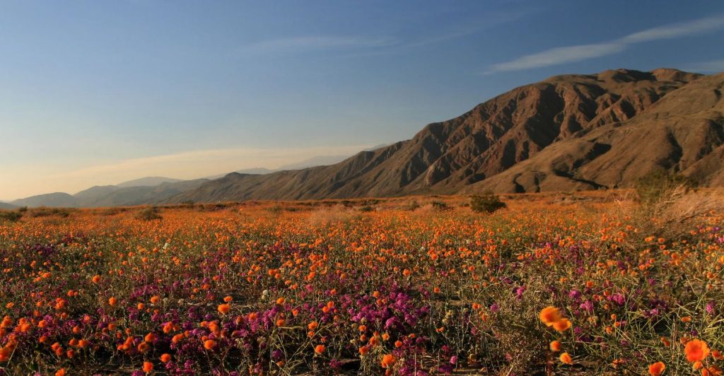 San Diego Birding Hot Spots