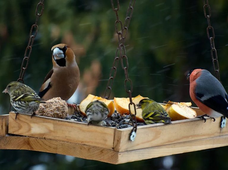 Are Birds Omnivores?