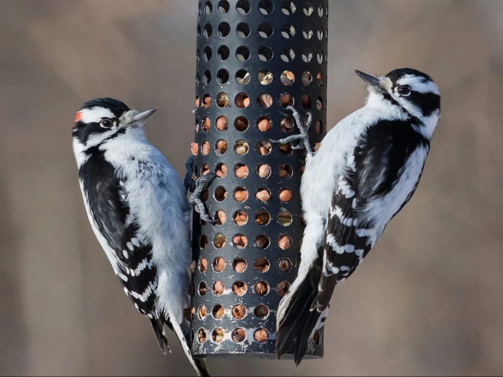Attract Female Downy Woodpeckers