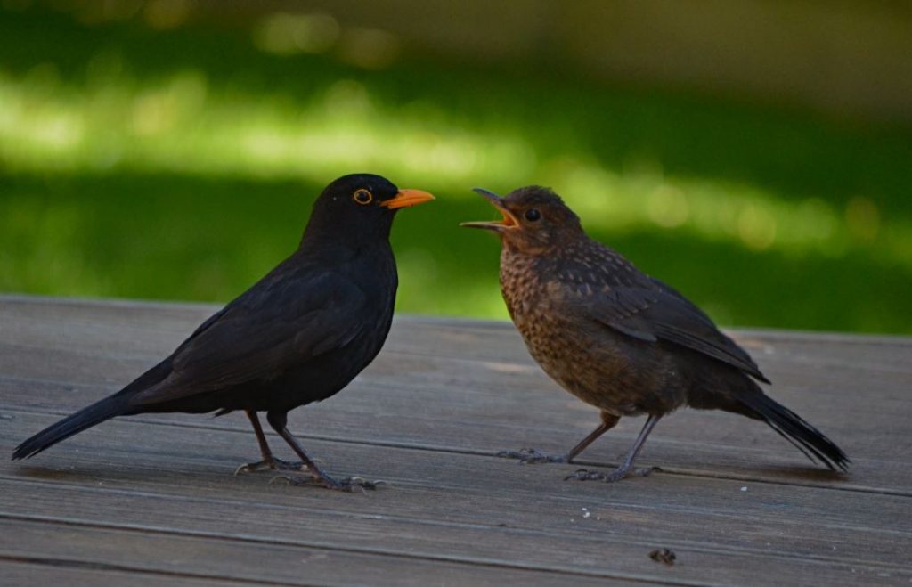 Baby Blackbirds