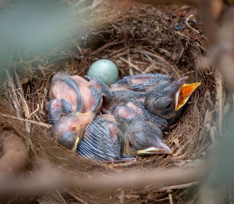 Baby Blackbird Hatchlings